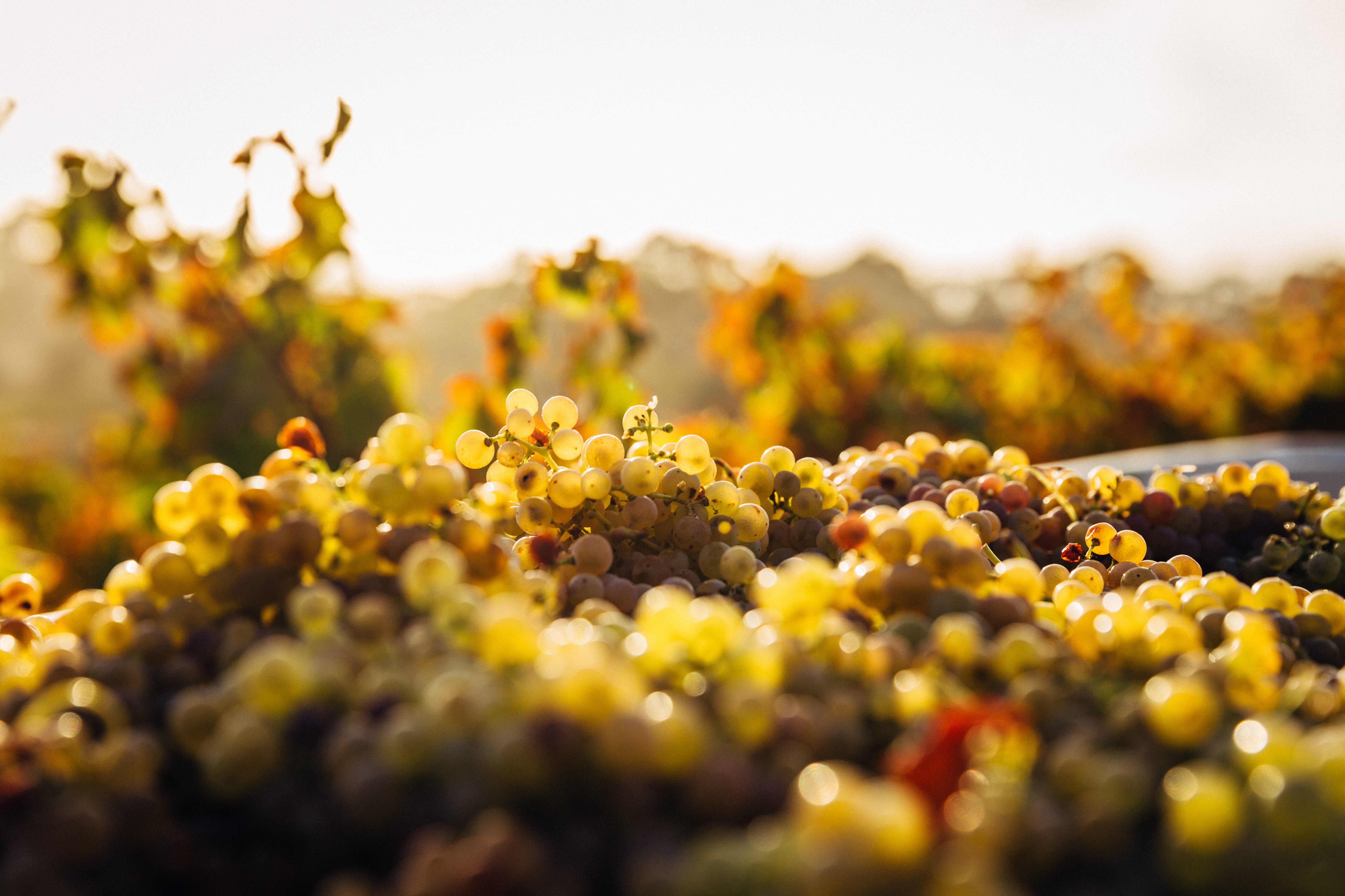 Pali Winery: Wine Of The Month