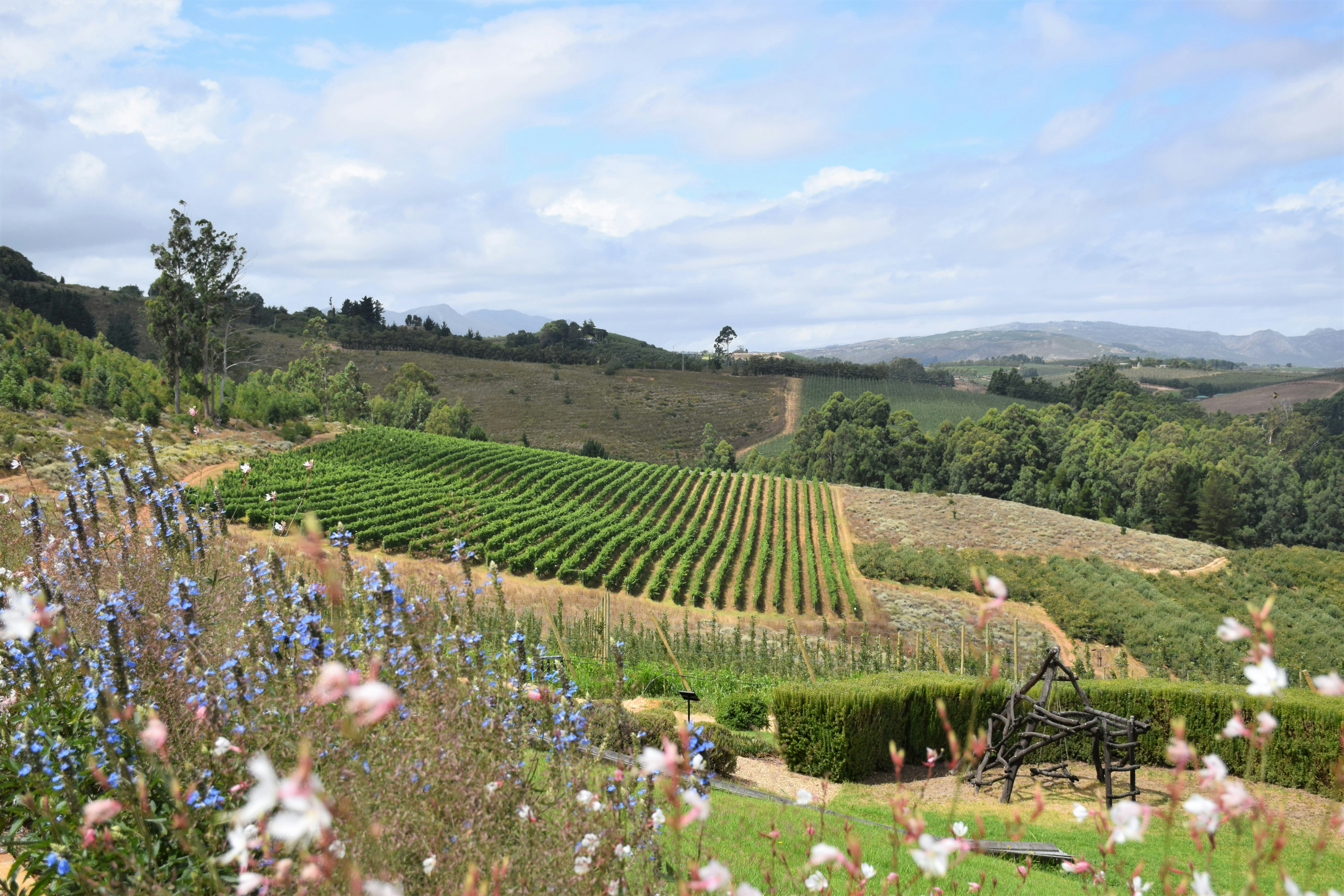 Wine Education: Chenin, Champs, and Chateaux